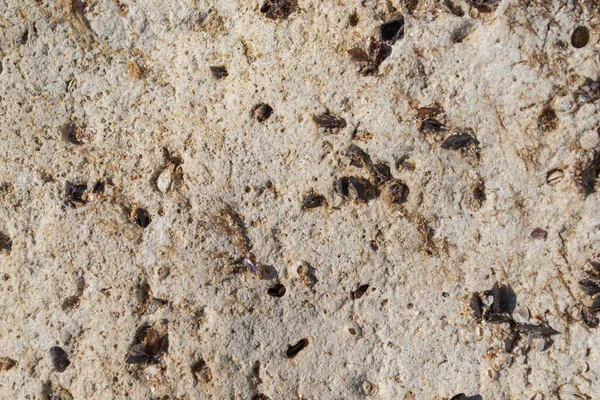 Hnědá Kamenná Stěna Pozadí Textura Mořský Kámen Lastury — Stock fotografie