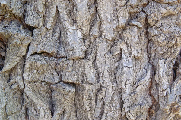 Alte Baumrinde Textur Hintergrund Nahaufnahme — Stockfoto