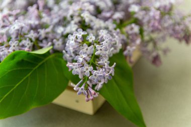 Leylak bahar çiçekleri ve ahşap bir kutu içinde yaprakları, yakın çekim.