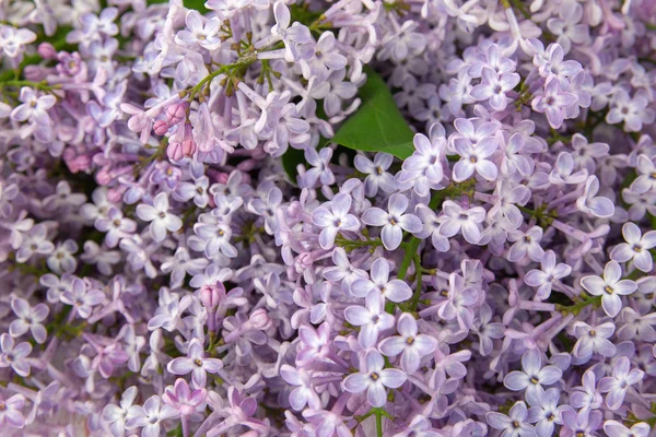 Flores Lila Púrpura Como Fondo — Foto de Stock