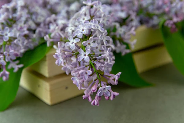 Flores Primavera Lila Hojas Una Caja Madera Primer Plano — Foto de Stock