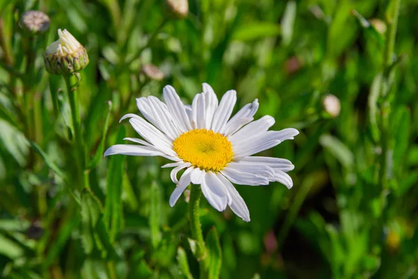 Flowers of daisies on a Sunny day in nature. Field of daisies on a spring day. Medicinal flowers chamomile.