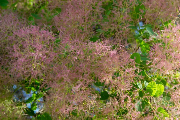 Boom Mooi Met Pluizige Roze Takken Bloei Het Voorjaar Close — Stockfoto