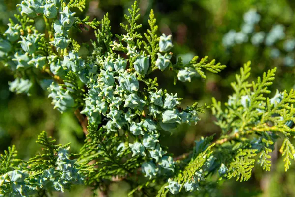 Cypress Cédrus Egy Örökzöld Tűlevelű Tűlevelű Cédrus Thuja Levelek Zöld — Stock Fotó