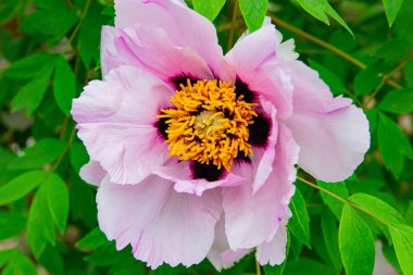 Şakayık çiçekler pembe şakayık bir arka plan üzerinde çiçek pembe nadir. Şakayık bahçesi.