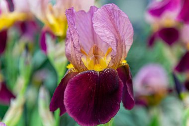    İris çiçeği çiçeklerin arka planında çiçek açar. Yakın çekim, doku.