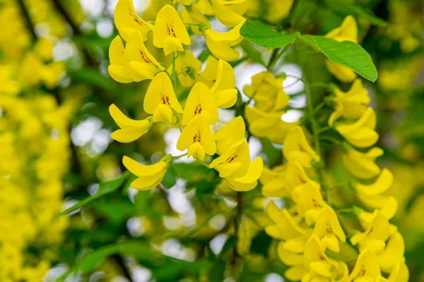 Çiçek sarı akasya veya karaağaç. Mimoza, akasya ve diğer bitkiler dalüzerinde. Bulanıklaştırma, yumuşak odaklama.