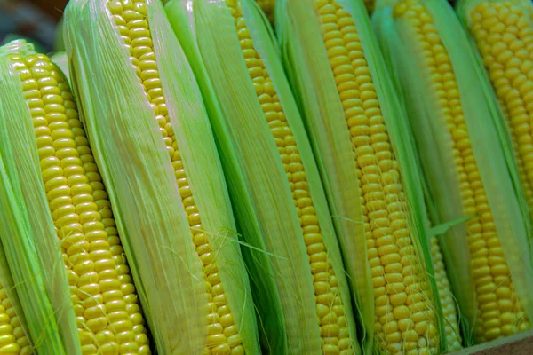 Sweet corn organic , fresh corn collected in wooden boxes .The corn harvest , corn production, organic agriculture, food production and vegetable farming.