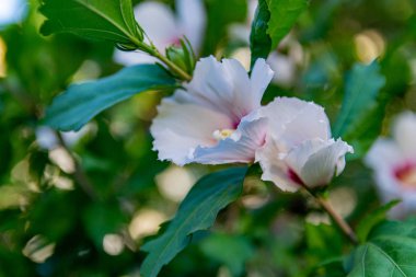 Gün batımında güzel pembe ve beyaz çit çiçekleri. Çiçek açan tomurcuklar, çiçeklerin tadını çıkarır, kokulu koku.