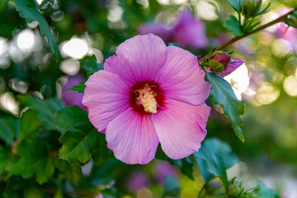 Belles Fleurs Haies Roses Blanches Coucher Soleil Bourgeons Fleurs Florissantes — Photo