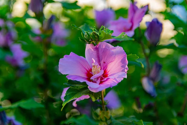 Belles Fleurs Haies Roses Blanches Coucher Soleil Bourgeons Fleurs Florissantes — Photo