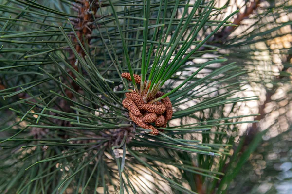 Green Pine Branches Cones Sunset Pine Forest Clean Air Ozone — Stock Photo, Image