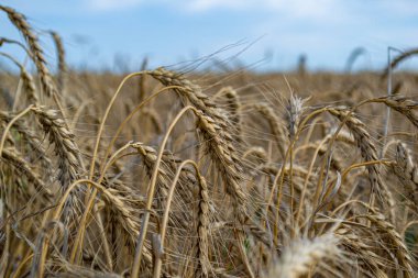 Altın buğday tarlası ve Güneşli gün, sarı buğday tarlası ve mavi gökyüzü, yakın çekim, zengin bir hasat fikri, tarım iş arka plan olgunlaşma kulakları