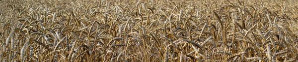 Golden wheat field and Sunny day, background ripening ears of yellow wheat field and blue sky, close-up, the idea of a rich harvest, farming business.  Long format.
