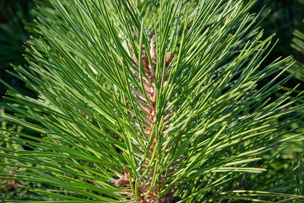 Ramos Pinheiro Verde Com Cones Pôr Sol Floresta Pinheiro Puro — Fotografia de Stock