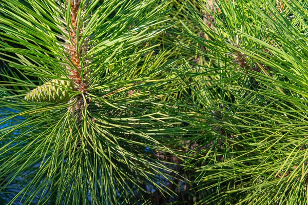 Ramos Pinheiro Verde Com Cones Pôr Sol Floresta Pinheiro Puro — Fotografia de Stock