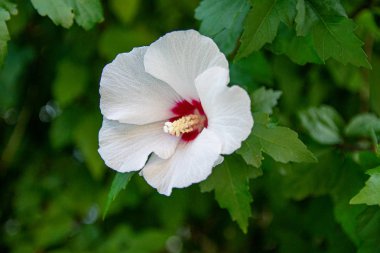 Beyaz ebegümeci çiçeği, yakın çekim. Yumuşak odak. Bahçeyi güzel çalılar süslüyor. Ebegümeci çiçeklerinden yapılan sağlıklı çay.