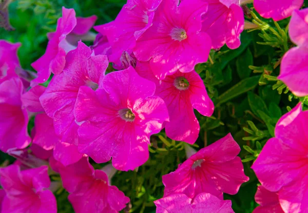 Belles Fleurs Pétunia Violet Rose Fleurs Pétunia Colorées Rapprochées Concentration — Photo
