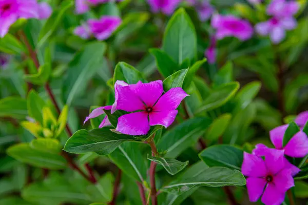 Une Petite Fleur Violette Dans Lit Fleurs Coucher Soleil Concentrez — Photo