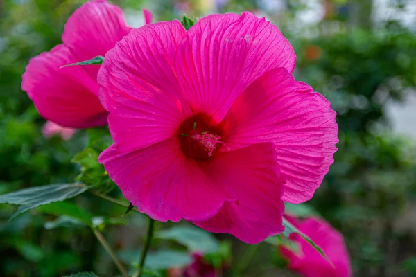 Fleur Hibiscus Rose Gros Plan Concentrez Vous Beaux Arbustes Ornent — Photo