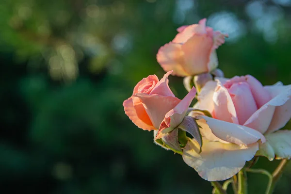 Fiori Rosa Delicatamente Rosa Che Sbocciano Nel Giardino Delle Rose — Foto Stock