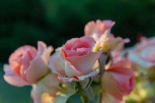 Gently pink rose flowers blooming in the rose garden on the background of beautiful unopened rose buds flowers in the sunset. Soft focus.