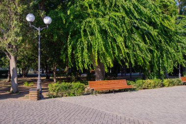 Parktaki bir ağacın altında bank. Bahçe veya Park gölgeli alanda boş ahşap tezgah, açık.