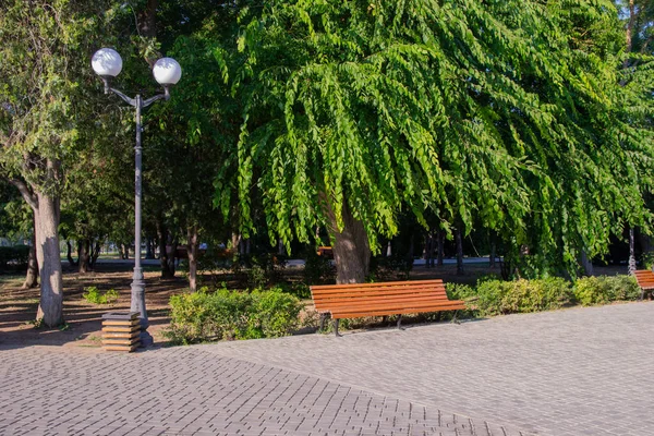 Parktaki bir ağacın altında bank. Bahçe veya Park gölgeli alanda boş ahşap tezgah, açık.