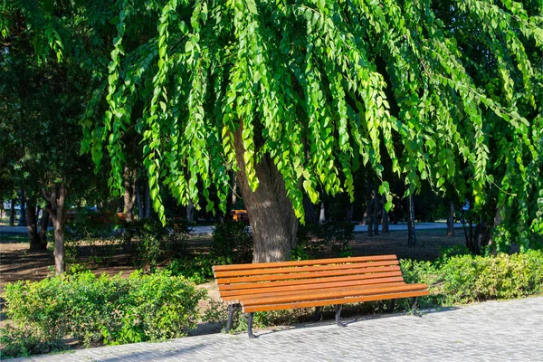 Parktaki bir ağacın altında bank. Bahçe veya Park gölgeli alanda boş ahşap tezgah, açık.