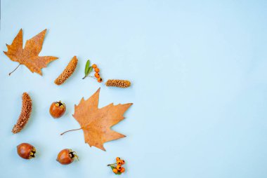 Sonbahar kompozisyonu. Sonbahar, kuru akçaağaç yaprakları, kestaneler, böğürtlenler, mavi arka planda koniler. Şükran Günü konsepti. Üst görünüm, alanı kopyala