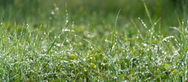 Soyut arkaplan için yeşil çimen çiy damlaları fotoğraf düşürür. Yağmurdan sonra ıslak çimenler. seçici odak makro bokeh, kopyalama alanı, yumuşak odak 