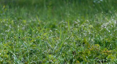 Soyut arkaplan için yeşil çimen çiy damlaları fotoğraf düşürür. Yağmurdan sonra ıslak çimenler. seçici odak makro bokeh, kopyalama alanı, yumuşak odak 