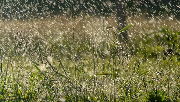 green fresh grass dew drops photo for abstract background. wet grass after rain. summer rain in the sun at sunset. selective focus macro bokeh, copy space, soft focus