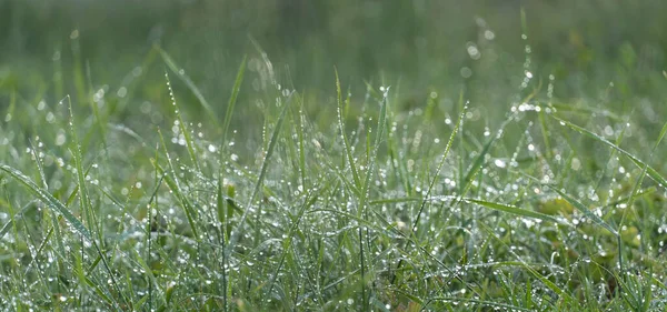 Groen Vers Gras Dauw Druppels Foto Voor Abstracte Achtergrond Nat — Stockfoto