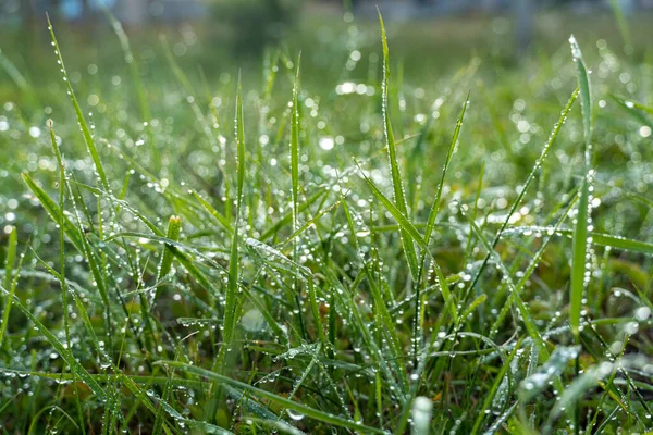 green fresh grass dew drops photo for abstract background. wet grass after rain. selective focus macro bokeh, copy space, soft focus