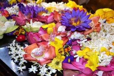 Doğada güzel orkide