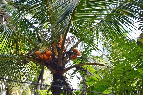 Kokospalm Met Rijpe Noten — Stockfoto