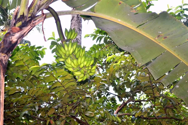Green Bananas Tree — Stock Photo, Image