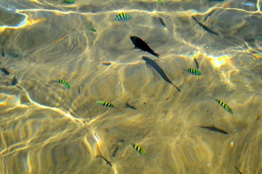 Kızıldeniz'in güzel balığı
