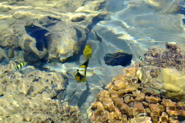 Kızıldeniz'in güzel balığı