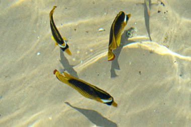 Kızıldeniz'in güzel balığı