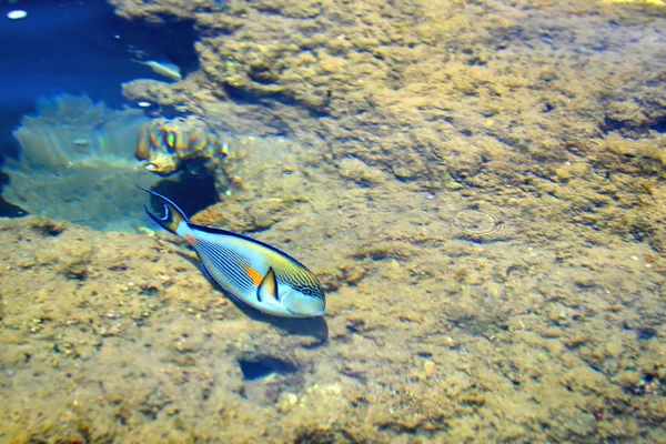 Beautiful Fish Red Sea — Stock Photo, Image