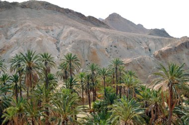 tunus şeker çölünde vaha