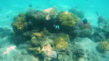 Balık ve Kızıldeniz mercan.Kızıldeniz kıyı şeridi.Deniz alt.