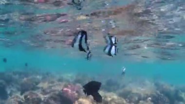 Kızıldeniz'in balıkları ve mercanları. Kızıldeniz'in sahil şeridi. Deniz dibi