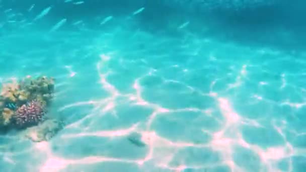 Pesci Coralli Del Mar Rosso Sulla Costa Fondo Marino — Video Stock