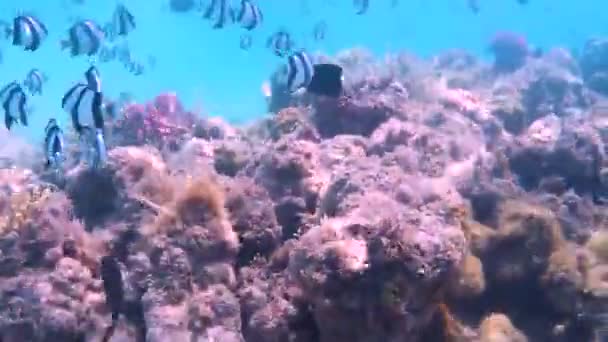 Fisk Och Koraller Röda Havet Röda Havets Kust Havsbotten — Stockvideo