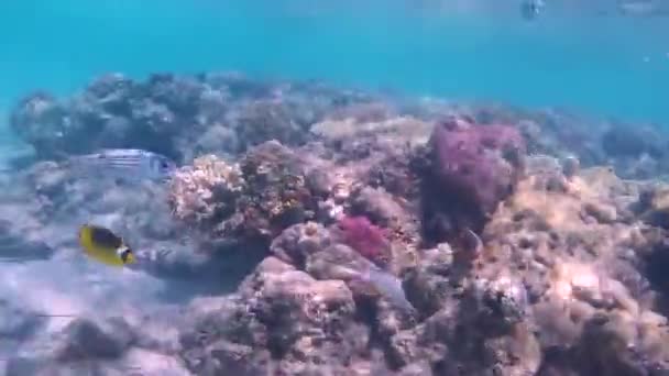 Fisk Och Koraller Röda Havet Havsbottnen Utanför Kusten Beach — Stockvideo