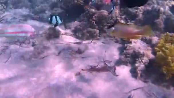 Poissons Coraux Mer Rouge Fond Marin Est Large Des Côtes — Video