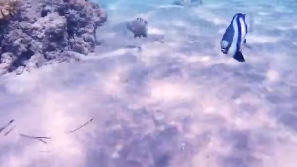 Peces Corales Del Mar Rojo Fondo Del Mar Está Frente — Vídeo de stock